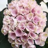 （分類：）位於 。 由 kafay_sasa 提交（商品編號 1204220530，圖片 1）。簡介： 。