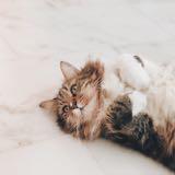 (Category: ) located in . Submitted by jellybeancat (Listing ID 1379719872, Image 1). Description: .