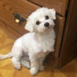 (Category: ) located in . Submitted by certifiedhoarder (Listing ID 1360197758, Image 1). Description: .