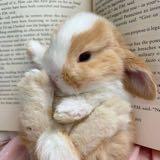 (Category: ) located in . Submitted by evacottontail (Listing ID 1386199369, Image 1). Description: .