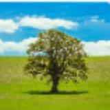 (Category: ) located in . Submitted by 1tree (Listing ID 1371757226, Image 1). Description: .