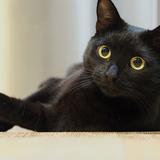 (Category: ) located in . Submitted by bigblackcats (Listing ID 1386297563, Image 1). Description: .