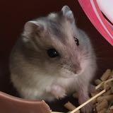 （分類：）位於 。 由 happyyhamster 提交（商品編號 1380852360，圖片 1）。簡介： 。
