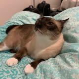 (Category: ) located in . Submitted by sushitty (Listing ID 1378814711, Image 1). Description: .