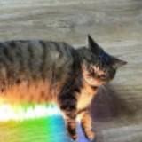 (Category: ) located in . Submitted by cookiesandcreame (Listing ID 1372643070, Image 1). Description: .