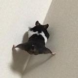 (Category: ) located in . Submitted by acid.ic (Listing ID 1378209372, Image 1). Description: .