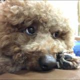 由 vicky1467 (刊登 ID 1337308260，圖片 1) 提交，位於 的 (類別：)，說明：。