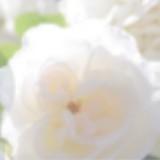 (Category: ) located in . Submitted by justbuying20 (Listing ID 204475807, Image 1). Description: .