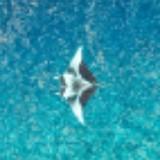 （分類：）位於 。 由 man.sea 提交（商品編號 1383760687，圖片 1）。簡介： 。