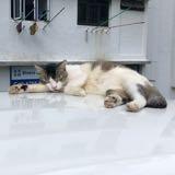(Category: ) located in . Submitted by potatocats (Listing ID 1295838115, Image 1). Description: .