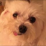 (Category: ) located in . Submitted by munchkin.love (Listing ID 1026833948, Image 1). Description: .