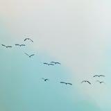 （分類：）位於 。 由 charlottes_wardrobe 提交（商品編號 1319053480，圖片 1）。簡介： 。