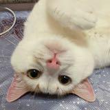 （分類：）位於 。 由 hiutung00 提交（商品編號 1378758224，圖片 1）。簡介： 。