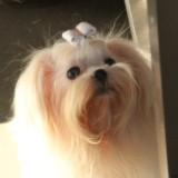 (Category: ) located in . Submitted by assorted.mnl (Listing ID 1437968067, Image 1). Description: .