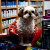 (Category: ) located in . Submitted by itsadoggo (Listing ID 1361645038, Image 1). Description: .