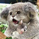 (分類:)位於 。 由 meow.meow.meow. 提交(商品編號 1455838277,圖片 1)。簡介: 。