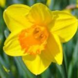 (Category: ) located in . Submitted by daffodils7 (Listing ID 1379408272, Image 1). Description: .