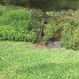 (Category: ) located in . Submitted by alex20202020 (Listing ID 1361305801, Image 1). Description: .