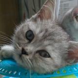 （分類：）位於 。 由 bestpetseller 提交（商品編號 1051344204，圖片 1）。簡介： 。