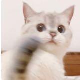 由 chiiiiii____ (刊登 ID 1386661470，圖片 1) 提交，位於 的 (類別：)，說明：。