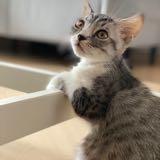 （分類：）位於 。 由 kawai2804 提交（商品編號 1372470785，圖片 1）。簡介： 。