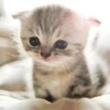 （分類：）位於 。 由 kennethlllll 提交（商品編號 1103510703，圖片 1）。簡介： 。