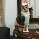 (Category: ) located in . Submitted by julipie (Listing ID 1236773037, Image 1). Description: .