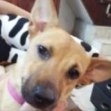 (Category: ) located in . Submitted by mayamaya15 (Listing ID 1378144117, Image 1). Description: .