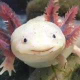 （分類：）位於 。 由 gremlin6 提交（商品編號 1320228654，圖片 1）。簡介： 。