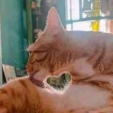 （分類：）位於 。 由 ssss_ssss 提交（商品編號 1386378984，圖片 1）。簡介： 。