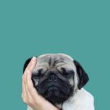 (Category: ) located in . Submitted by waitingpug (Listing ID 1377629558, Image 1). Description: .