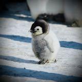 (Category: ) located in . Submitted by penguin.polarbear (Listing ID 1335556862, Image 1). Description: .