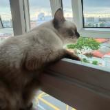 (Category: ) located in . Submitted by MoMoMoka (Listing ID 1373523737, Image 1). Description: .