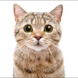 （分類：）位於 。 由 theannoyingcat 提交（商品編號 1315865703，圖片 1）。簡介： 。