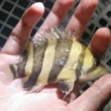 (Category: ) located in . Submitted by littlehaven88 (Listing ID 1102308553, Image 1). Description: .