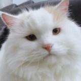 （分類：）位於 。 由 wabi_neko_sabi 提交（商品編號 1295292925，圖片 1）。簡介： 。