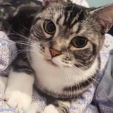 （分類：）位於 。 由 kiko_tung 提交（商品編號 1361484208，圖片 1）。簡介： 。