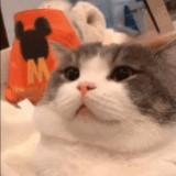 (Category: ) located in . Submitted by qiuqiu7 (Listing ID 1351118010, Image 1). Description: .