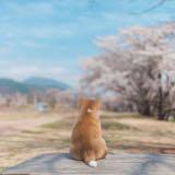 (Category: ) located in . Submitted by baohongguobob (Listing ID 1374654824, Image 1). Description: .