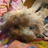 (Category: ) located in . Submitted by wh33say (Listing ID 1374144612, Image 1). Description: .
