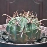 (Category: ) located in . Submitted by sajid.s (Listing ID 1142586202, Image 1). Description: .