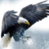 (Category: ) located in . Submitted by eaglewatch (Listing ID 1368340070, Image 1). Description: .