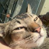 (Category: ) located in . Submitted by intisaryaiche (Listing ID 1326847319, Image 1). Description: .