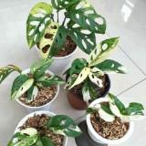 (Kategori: ) berada di . Dikirim oleh donaldart (ID iklan 1382520762, Gambar 1). Deskripsi: .