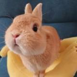 (Category: ) located in . Submitted by leona.lai (Listing ID 1429043619, Image 1). Description: .