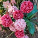 (Category: ) located in . Submitted by mag1718 (Listing ID 1316918006, Image 1). Description: .