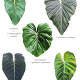 (Category: ) located in . Submitted by nsbbotanicals (Listing ID 1311886152, Image 1). Description: .