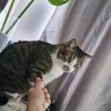 (Category: ) located in . Submitted by fadinho89 (Listing ID 1377440799, Image 1). Description: .