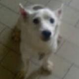 (Category: ) located in . Submitted by corser28 (Listing ID 1377056856, Image 1). Description: .