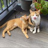 (Category: ) located in . Submitted by eeveeeu (Listing ID 1224920138, Image 1). Description: .